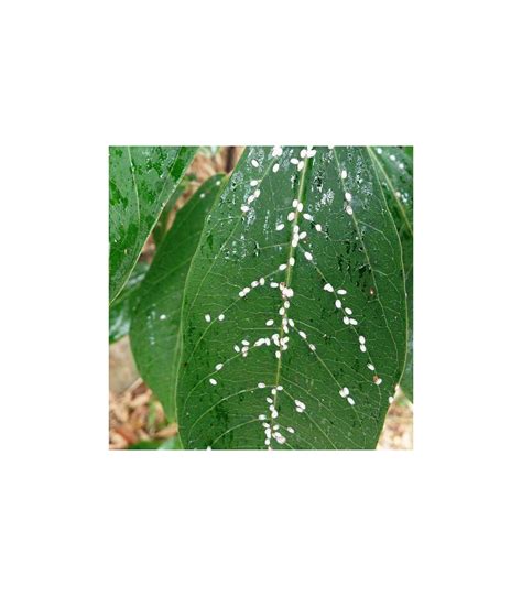 Image result for Scale Insect Control