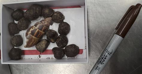 Image result for Giraffe Poop Facts