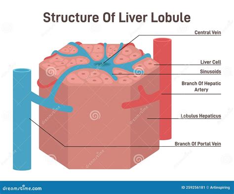 Hepatic Lobule Anatomy With Anatomic Liver Unit Structure Outline Diagram Vector Illustration ...