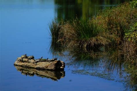 Beaver Lake Bird Sanctuary (Asheville) - 2020 What to Know Before You ...