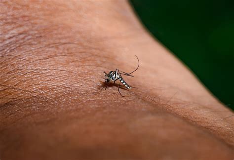 The true dangers of the West Nile virus
