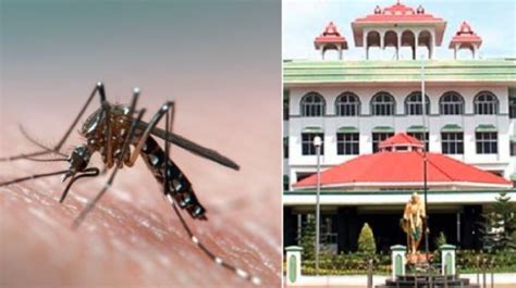 தமிழகத்தில் டெங்குவை கட்டுப்படுத்த சுகாதாரத்துறை, உள்ளாட்சித்துறை ...