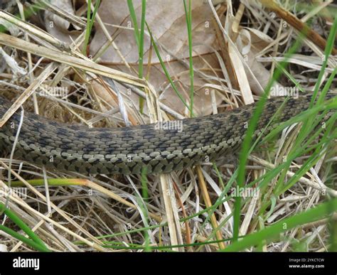 Western Terrestrial Garter Snake (Thamnophis elegans Stock Photo - Alamy