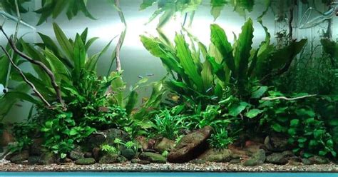 Image result for Growing Java Fern in a Bucket