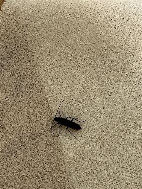 I keep finding long skinny black beetles in my house. What is it and ...