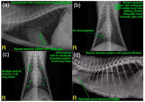 Clinicopathological and Radiological Features of Cats Presented with ...