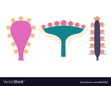 Image result for How to Draw Inflorescences