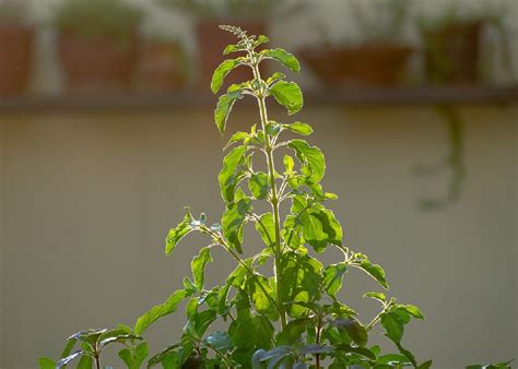 vastu tips do not keep these things with tulsi plant at home bad time ...