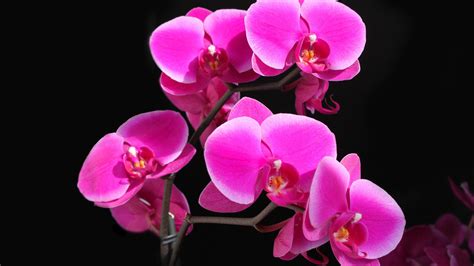 Orchid, Pink color, HD Wallpaper | Rare Gallery