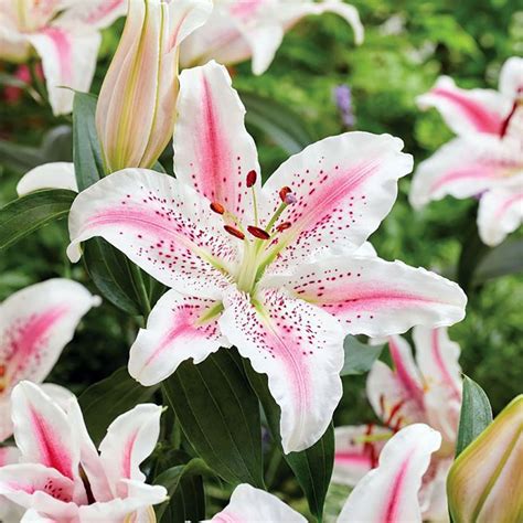White Stargazer Lily