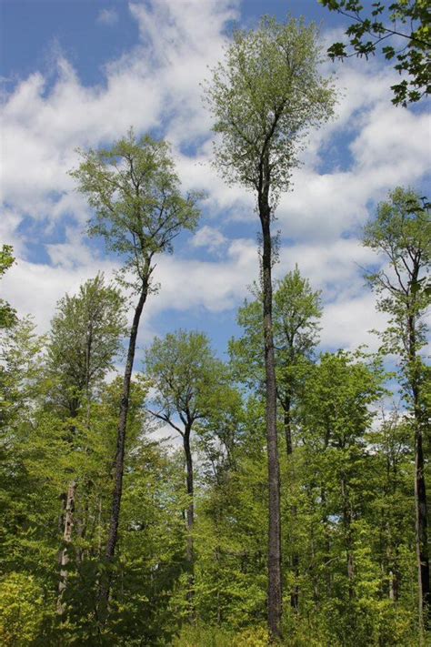 Forest Explorer: Your Guide to Massachusetts' Woods | Mass.gov