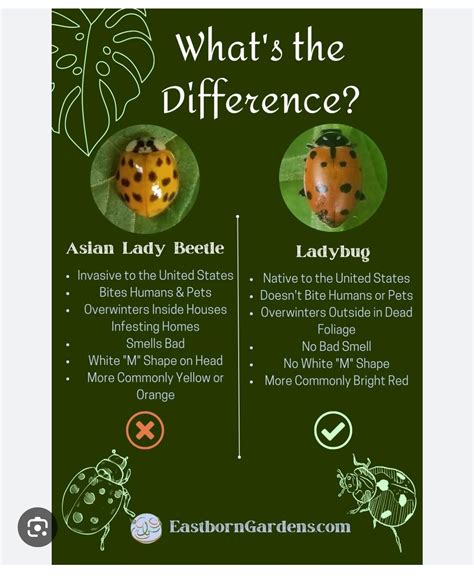 Pin by Wendy Feroli on Gardening | Ladybug, Lady beetle, Beetle