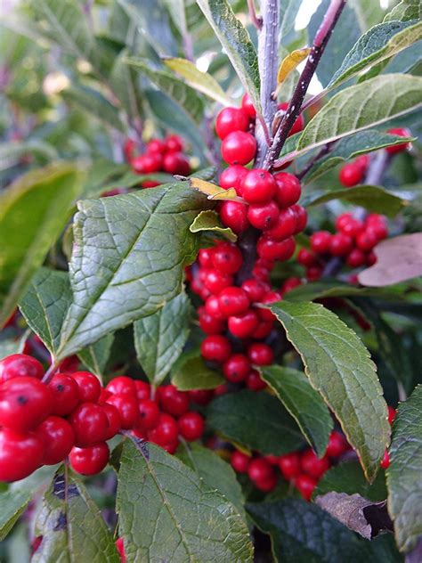 5 Of The Best Plants With Winter Berries - Indoor Plants