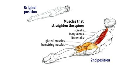 Back Extension Muscles Worked 的图像结果