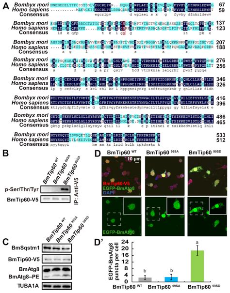 Correction: Wu, W., et al. Tip60 Phosphorylation at Ser 99 Is Essential ...