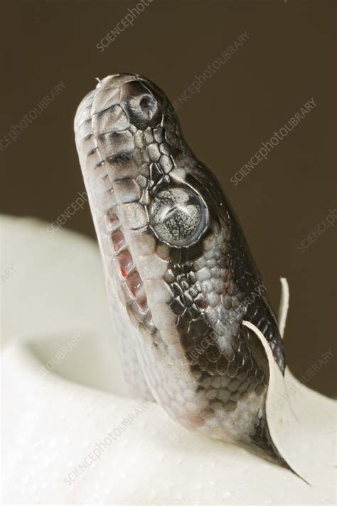 Image result for Baby Carpet Python Hatching