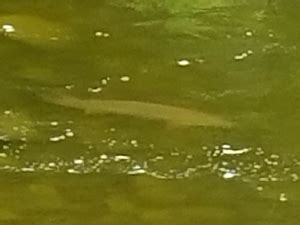 Lake Sturgeon spotted spawning in Fall Creek (Ithaca)