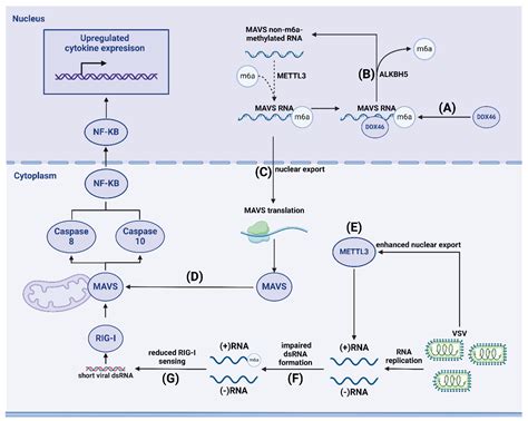 m6A Methylation in Regulation of Antiviral Innate Immunity[v1 ...