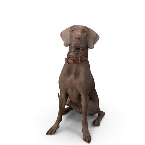 Weimaraner dog 3d modeling jpeg file realistic pet dog | Premium Photo