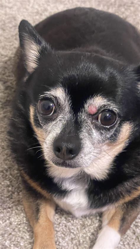 5 year old Chihuahua with pink bump above her eyebrow : r/vet
