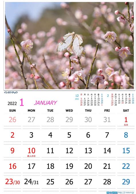 蝶の図鑑 オリジナルカレンダー 2021年1月