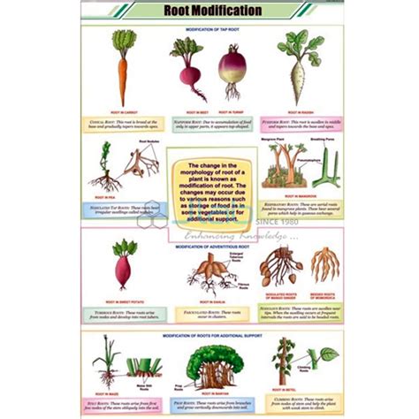 Root Modifications Chart India, Root Modifications Chart Manufacturer ...