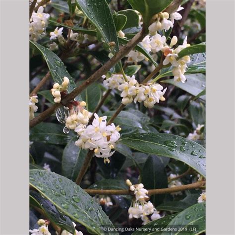 Osmanthus armatus, Holly Olive – Dancing Oaks Nursery and Gardens