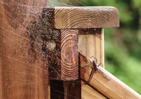 Spider Web Removal 的图像结果