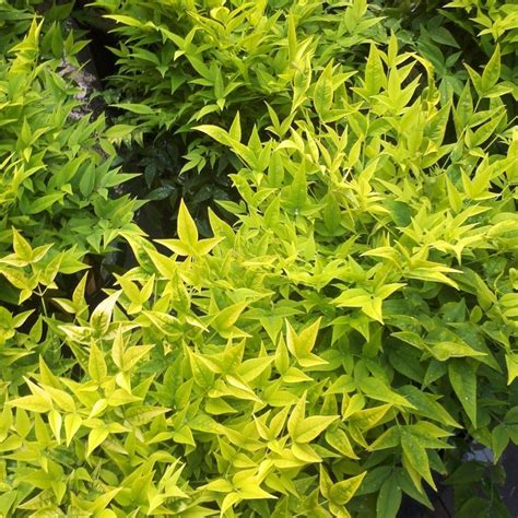 Buy heavenly bamboo Nandina domestica 'Magical Lemon and Lime ('Lemlim ...