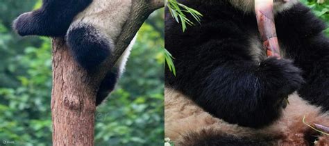 Sichuan Chengdu Panda Park + Dujiangyan Pure 1-Day Tour (In-depth ...