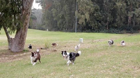 Dogs Playing 的图像结果