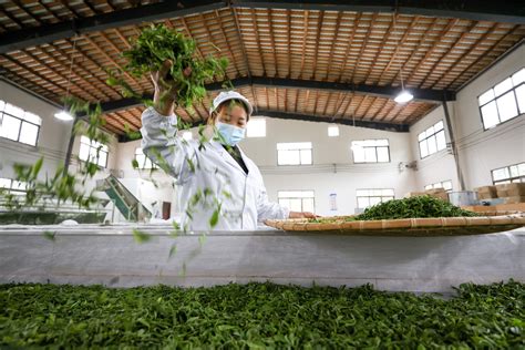 磅礴乌蒙 茶香天下——毕节市培育发展壮大茶产业纪实-新华网