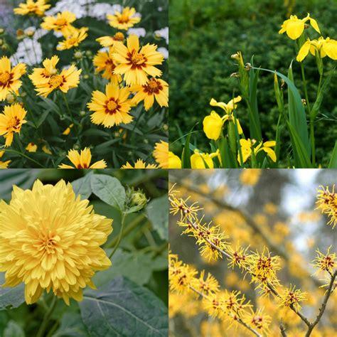 Yellow Perennial Plant Identification 23 Yellow Perennial Flowers You