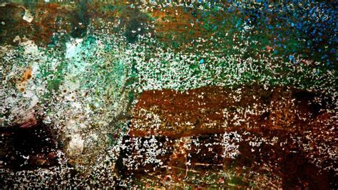 Cold Spring Harbor Band 的图像结果