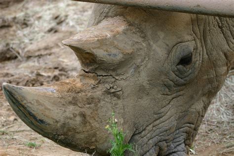 Bildergebnis für rhino free download