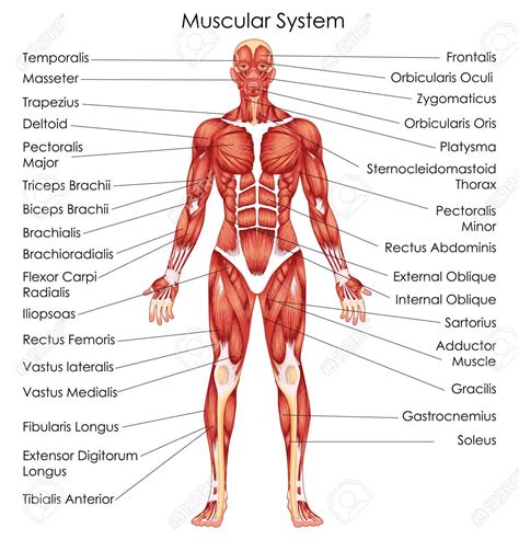 muscular system clipart 10 free Cliparts | Download images on ...