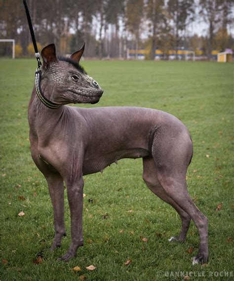 Weird Animal Hybrids Real