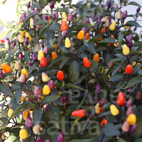 LILA LUZI » Buy organic seeds online / Peppers/Chillies - SATIVA Online ...