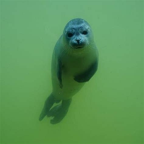 MEREGRUPP FREEDIVING (2025) All You Need to Know BEFORE You Go (with ...