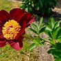 Image result for Red and White Peonies