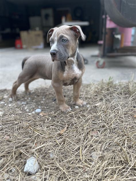 Puppy 2 Months Raising Puppies: The First 2 Weeks Timberidge