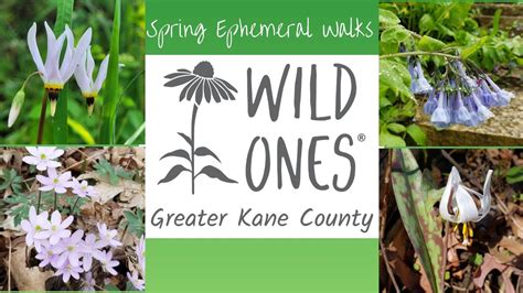Spring Ephemeral Walk at Dixie Briggs Nature Preserve, Dixie Briggs ...