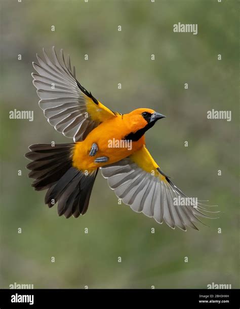 Northern Oriole Flying