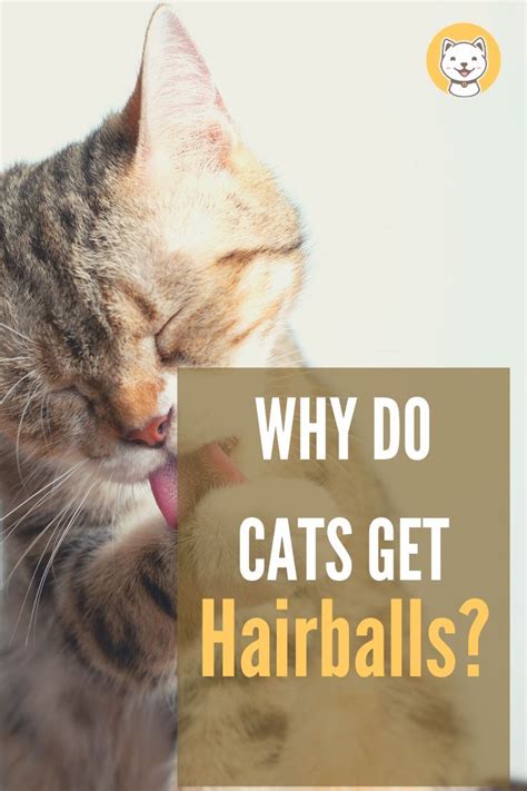 Image result for Cat Stack Sticker