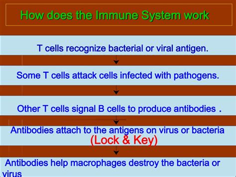 Image result for How Immunity Sytem Work Against Virus Downloadable
