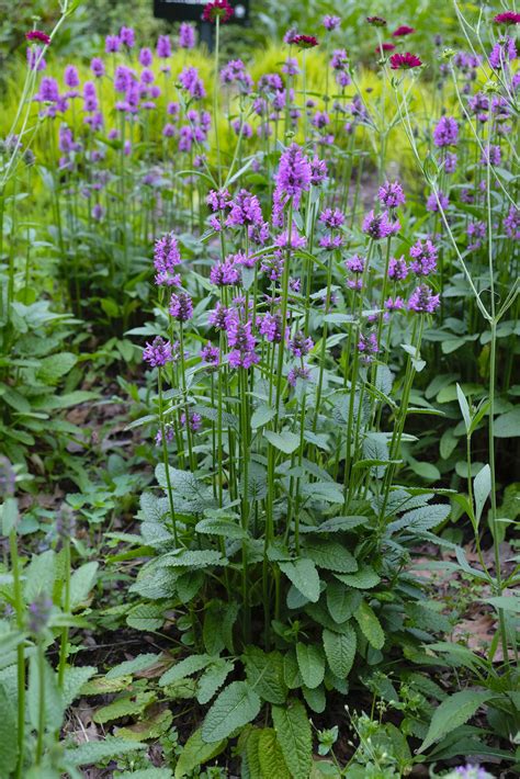 Stachys officinalis ‘Hummelo’ - betony | Fort Tryon Park Trust