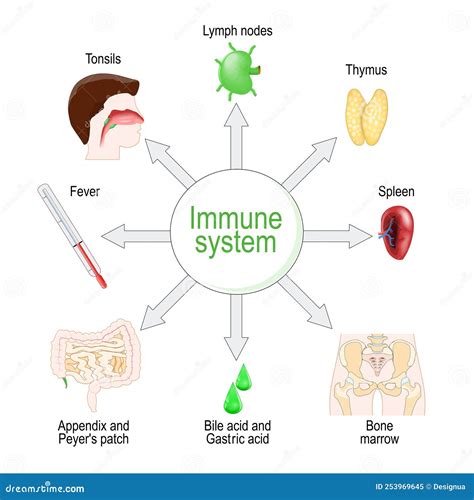 Immune System Function 的图像结果