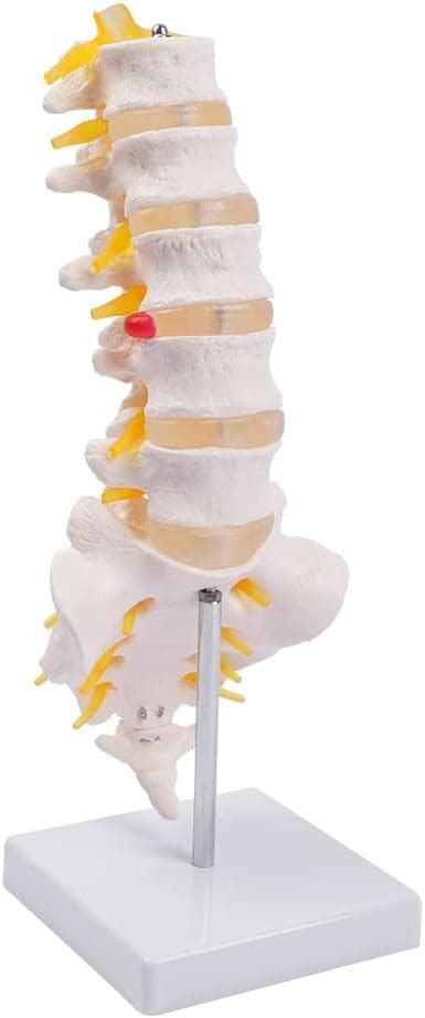 Myaskro® 45cm Tall Human Vertebral Column Anatomy Spine Model for ...