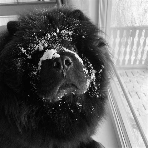 14 cute pictures of black chow chows that will make your mouth smile ...