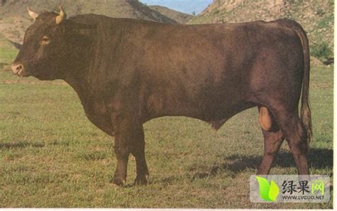 草原红牛肉牛简介 - 绿果肉牛品种